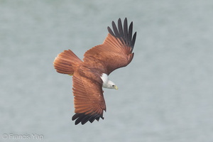 Brahminy Kite-131124-111EOS1D-FY1X7445-W.jpg