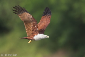 Brahminy Kite-131124-111EOS1D-FY1X7492-W.jpg