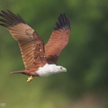 Brahminy_Kite-131124-111EOS1D-FY1X7492-W.jpg