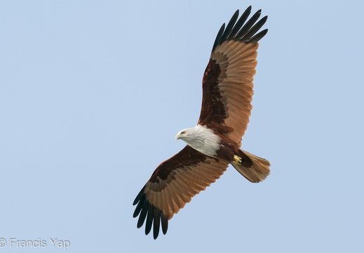 Brahminy Kite