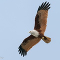 Brahminy_Kite-191016-100MSDCF-FYP09637-W.jpg