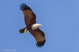 Brahminy Kite-240219-215MSDCF-FYP07112-W.jpg