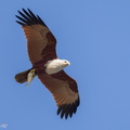 Brahminy_Kite-240219-215MSDCF-FYP07112-W.jpg