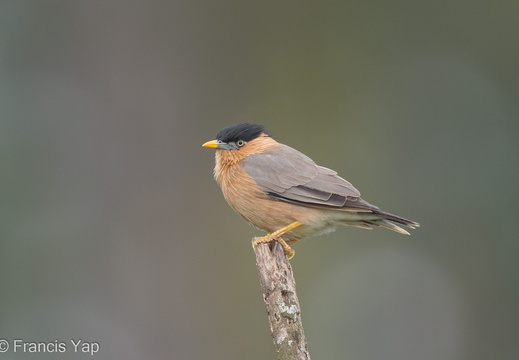 Brahminy Starling