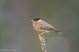 Brahminy Starling-160208-123EOS1D-FY1X4179-W.jpg