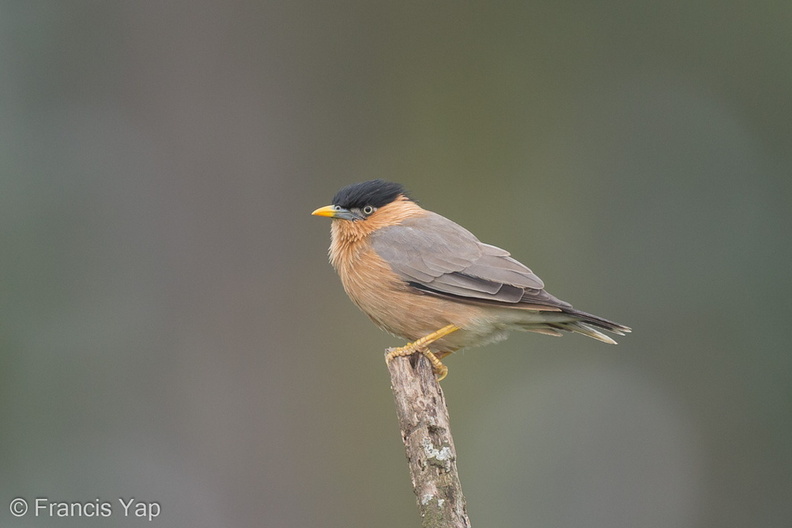 Brahminy_Starling-160208-123EOS1D-FY1X4179-W.jpg