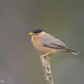 Brahminy_Starling-160208-123EOS1D-FY1X4179-W.jpg