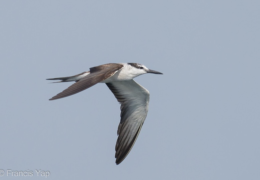 Bridled Tern