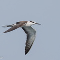 Bridled_Tern-210926-121MSDCF-FRY01759-W.jpg