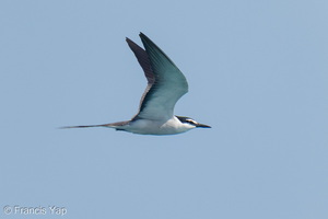 Bridled Tern-260502-186FRYAP-FYA08689-W.jpg