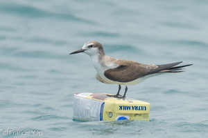 Bridled Tern-260919-207FRYAP-FYA07039-W.jpg