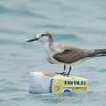 Bridled_Tern-260919-207FRYAP-FYA07039-W.jpg