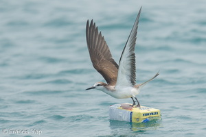 Bridled Tern-260919-207FRYAP-FYA07095-W.jpg
