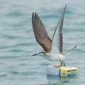 Bridled_Tern-260919-207FRYAP-FYA07095-W.jpg
