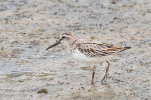 Broad-billed Sandpiper-120916-113EOS1D-FYAP0894-W.jpg