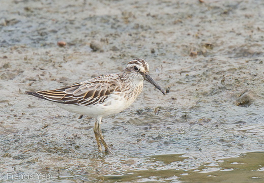 Broad-billed Sandpiper