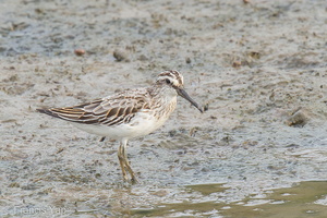 Broad-billed Sandpiper-120916-113EOS1D-FYAP0934-W.jpg