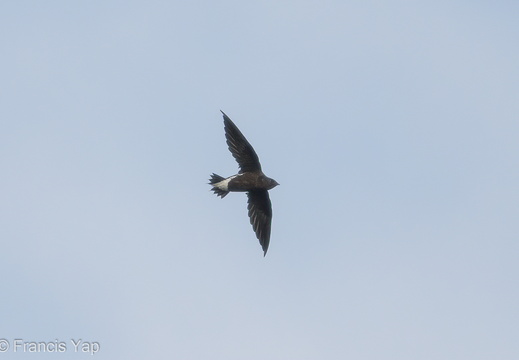 Brown-backed Needletail