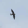 Brown-backed_Needletail-170719-100ND500-FYP_6522-W.jpg