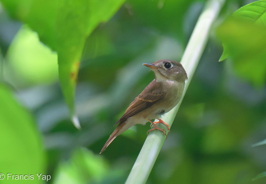 Brown-breasted Flycatcher