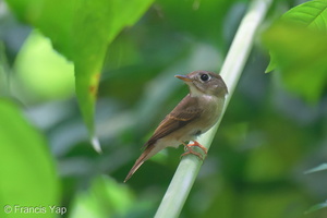 Brown-breasted Flycatcher-241021-247MSDCF-FYP07513-W.jpg