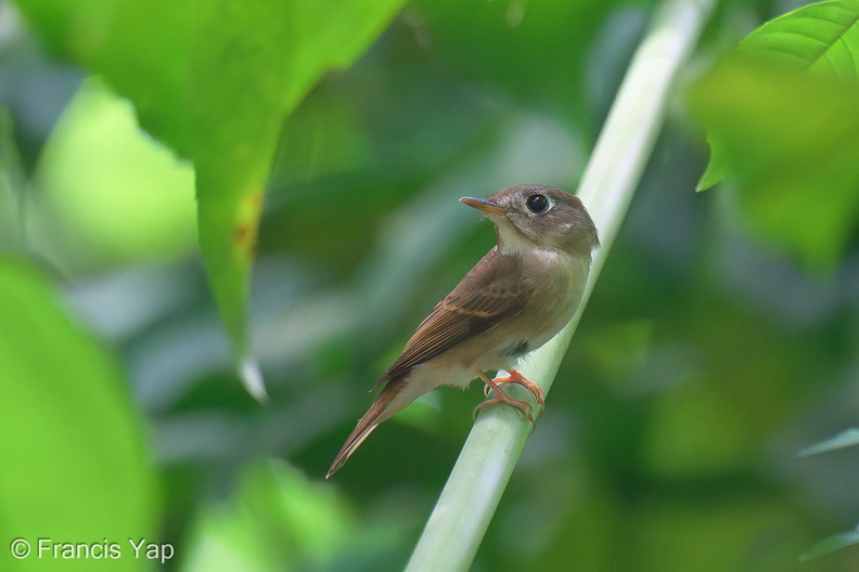 Brown-breasted_Flycatcher-241021-247MSDCF-FYP07513-W.jpg