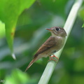 Brown-breasted_Flycatcher-241021-247MSDCF-FYP07513-W.jpg