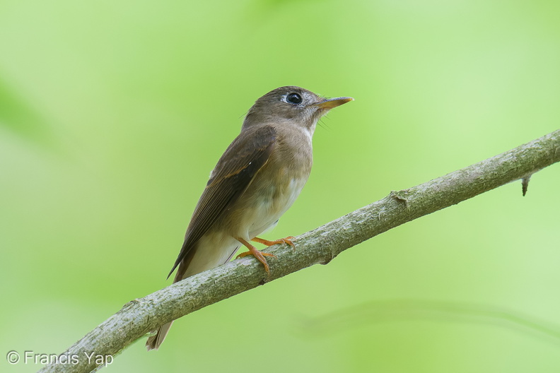 Brown-breasted_Flycatcher-251019-127FRYAP-FYA00522-W.jpg