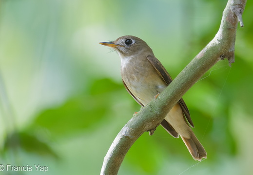 Singapore / Birds / Brown-breasted Flycatcher - display this album Brown-breasted Flycatcher