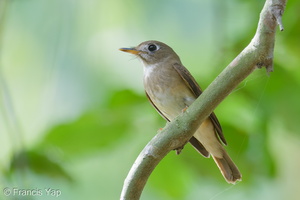 Brown-breasted Flycatcher-251019-127FRYAP-FYA00867-W.jpg