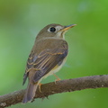 Brown-breasted_Flycatcher-251019-127FRYAP-FYA01412-W.jpg