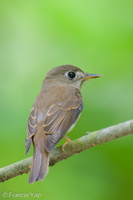 Brown-breasted Flycatcher-251019-127FRYAP-FYA02107-W.jpg