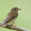 Brown-chested_Jungle_Flycatcher-121012-102EOS1D-FY1X5043-W.jpg