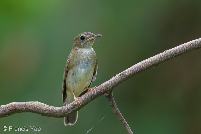 Brown-chested_Jungle_Flycatcher-131013-110EOS1D-FY1X6139-W.jpg