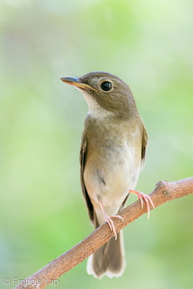 Brown-chested_Jungle_Flycatcher-191011-100MSDCF-FYP05716-W.jpg