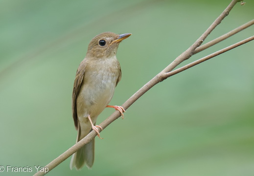 Brown-chested Jungle Flycatcher