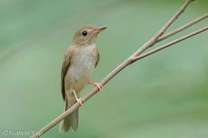 Brown-chested Jungle Flycatcher-261017-210FRYAP-FYA06384-W.jpg