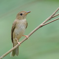 Brown-chested_Jungle_Flycatcher-261017-210FRYAP-FYA06384-W.jpg