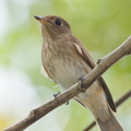 Brown-streaked_Flycatcher-110817-104EOS1D-FYAP5803-W.jpg