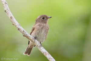 Brown-streaked Flycatcher-170815-102ND500-FYP_1131-W.jpg