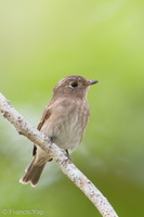 Brown-streaked Flycatcher-170815-102ND500-FYP_1135-W.jpg