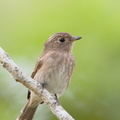 Brown-streaked_Flycatcher-170815-102ND500-FYP_1135-W.jpg