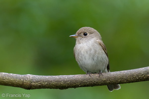 Brown-streaked Flycatcher-211025-125MSDCF-FRY05594-W.jpg