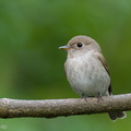 Brown-streaked_Flycatcher-211025-125MSDCF-FRY05594-W.jpg