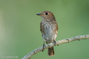 Brown-streaked Flycatcher-220809-152MSDCF-FYP02366-W