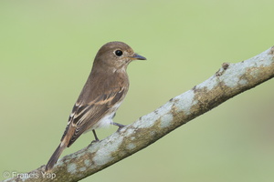 Brown-streaked Flycatcher-220810-152MSDCF-FYP04205-W.jpg