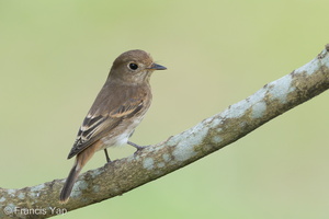 Brown-streaked Flycatcher-220810-152MSDCF-FYP04453-W.jpg