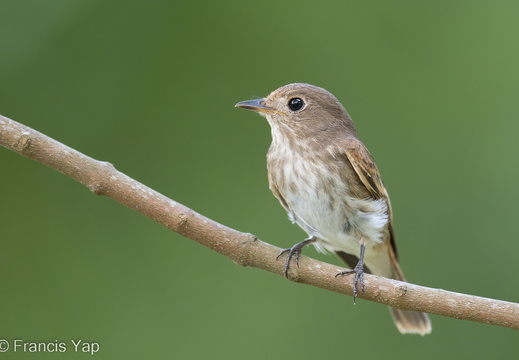 Brown-streaked Flycatcher