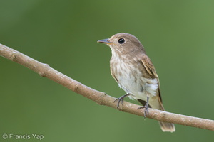 Brown-streaked Flycatcher-220812-152MSDCF-FYP05526-W.jpg