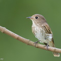 Brown-streaked_Flycatcher-220812-152MSDCF-FYP05526-W.jpg